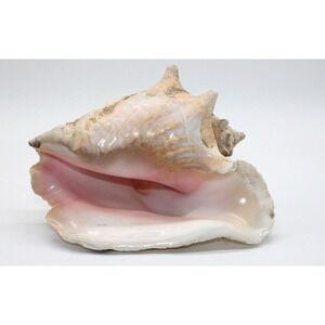 Vintage Queen Conch Sea Shell Large Natural Pink Seashell Beach Decor 9" Long